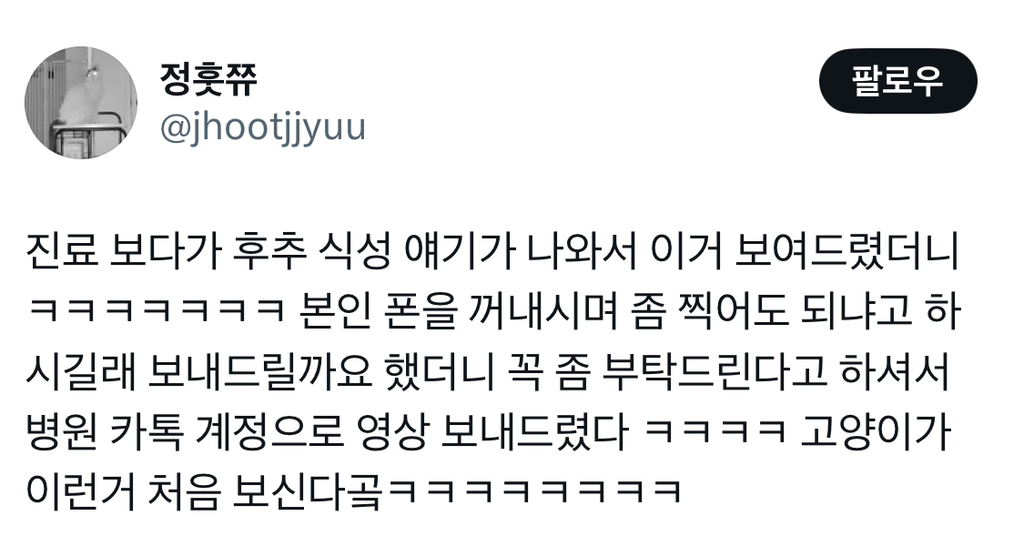 수의사 : 고양이가 이런거 처음봐요 | 인스티즈