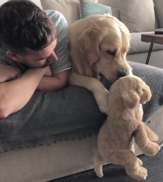 애착인형을 너무나도 좋아하는 댕댕이래... | 인스티즈