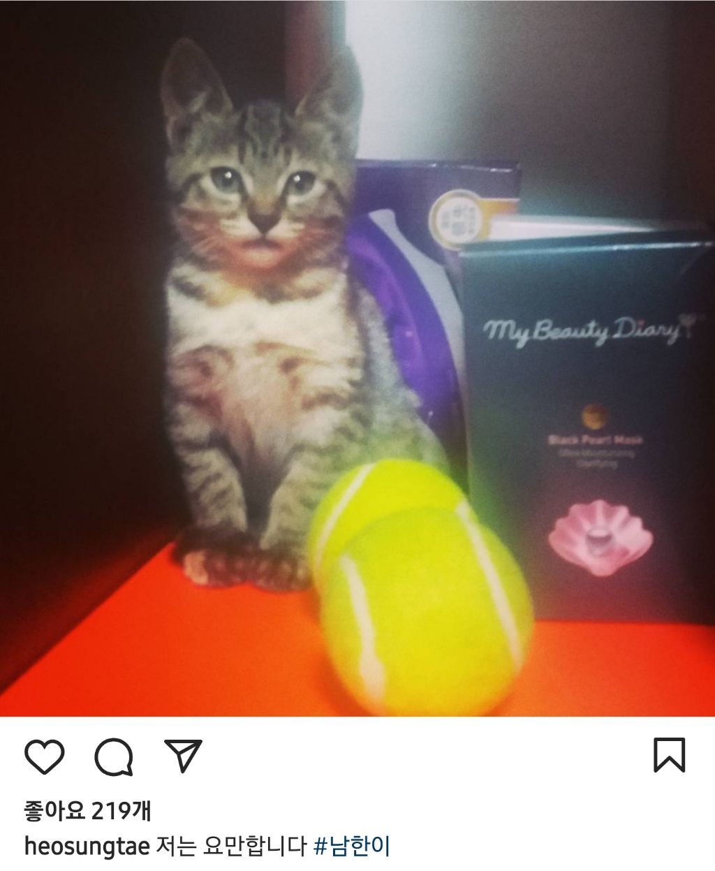 배우 허성태네 고양이들 | 인스티즈