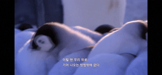 펭귄이 자신의 남편/아내와 자식을 구분하는 법 .jpg gif | 인스티즈