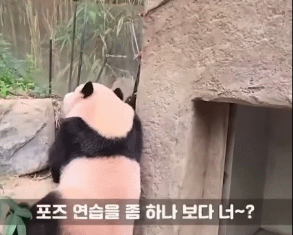 감자다리 후이바오🐼 | 인스티즈