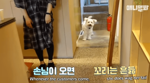 수줍음이 많은 강아지가 사람을 좋아하는 법 | 인스티즈