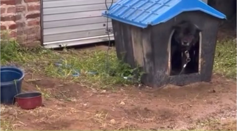 쩌리에서 논란이였던 계곡 방치견에 대한 캠핑장 피드백 | 인스티즈