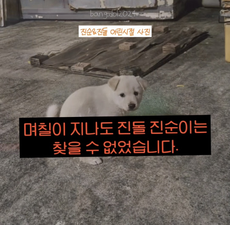 [입양홍보] 개장수에게 팔렸다 되찾아온 방치견 진순이·진돌이, 평생 가족을 찾아요! (부산/울산/전국) | 인스티즈