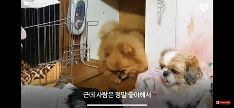 입양가는데 우는 강아지 | 인스티즈