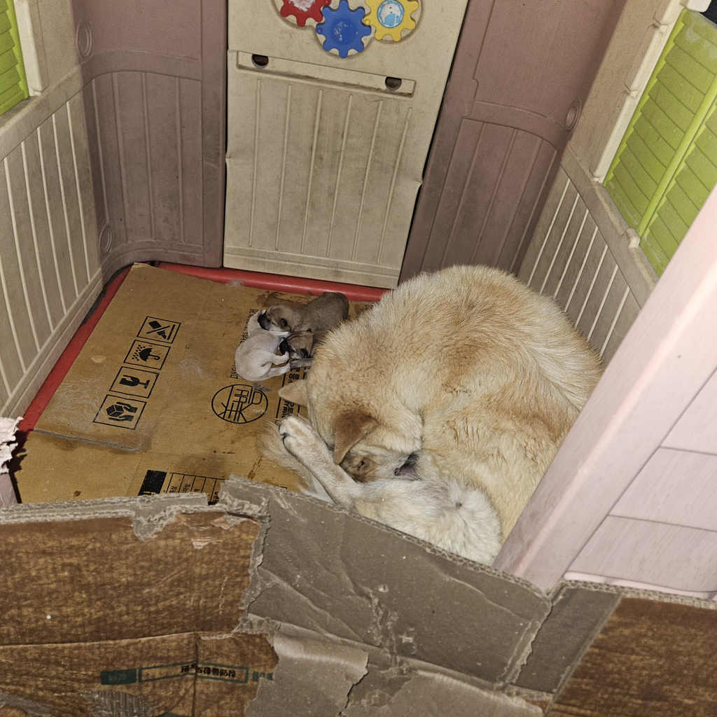 [입양홍보] 개장수에게 팔렸다 되찾아온 방치견 진순이·진돌이, 평생 가족을 찾아요! (부산/울산/전국) | 인스티즈