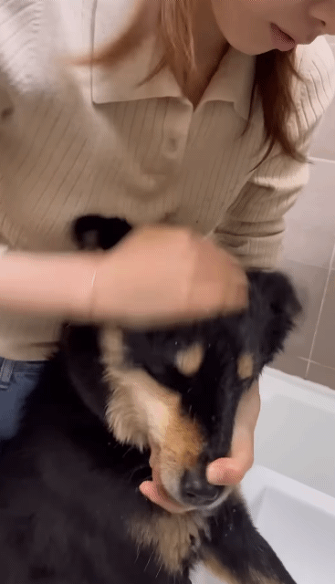 쥐랑 뽀뽀해서 벅벅 씻김 당하던 강아지 이번엔 뱀이랑..ㅋㅋㅋ | 인스티즈