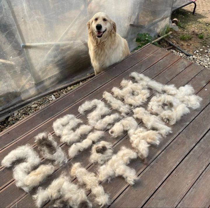 리트리버 주인의 절규 | 인스티즈