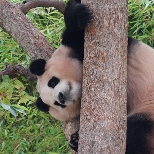 푸바오 얼굴 찌부 짤 모음 🥴 | 인스티즈