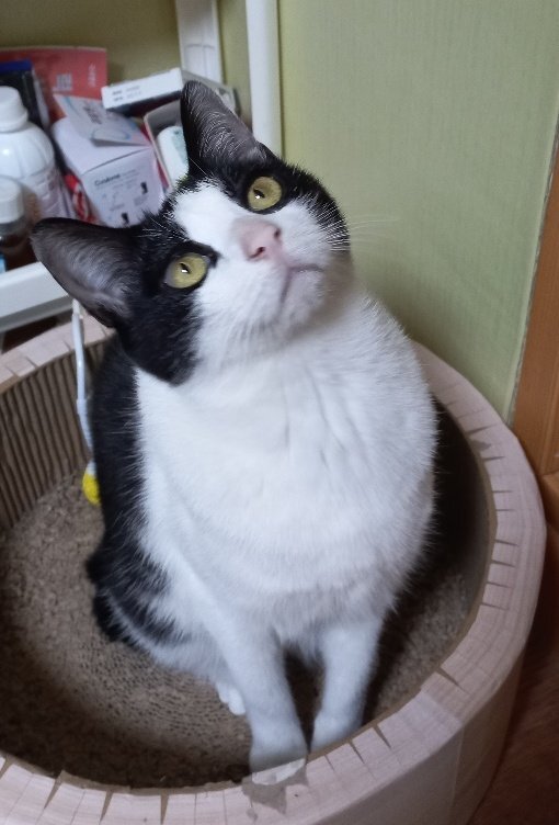 친구가 반지 만들어줄까 물어보는데 모델이 너무 귀여워 | 인스티즈