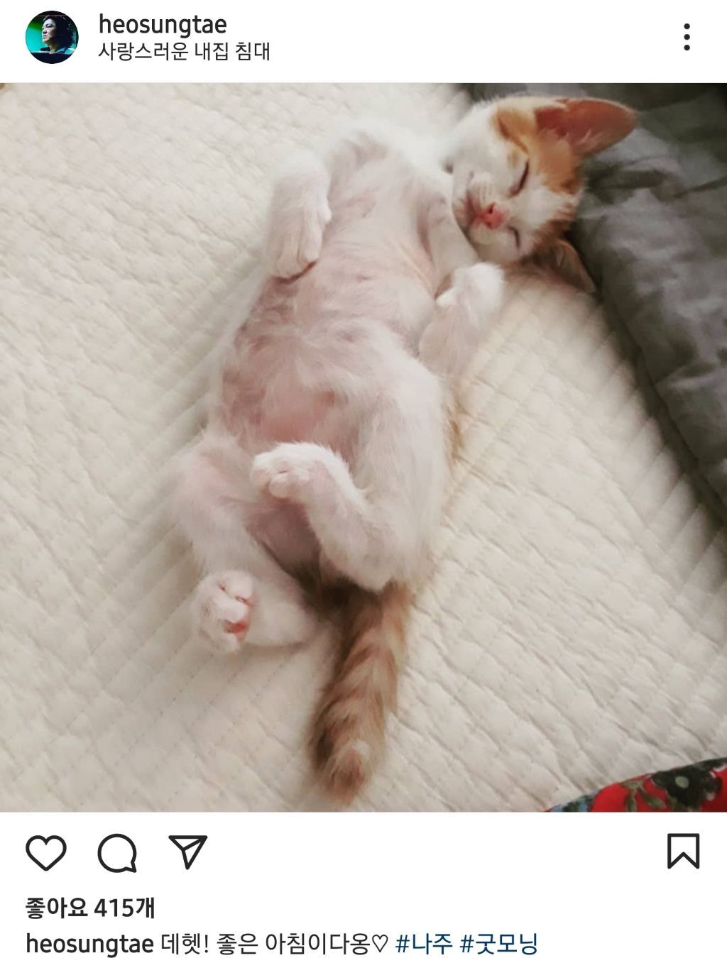 배우 허성태네 고양이들 | 인스티즈