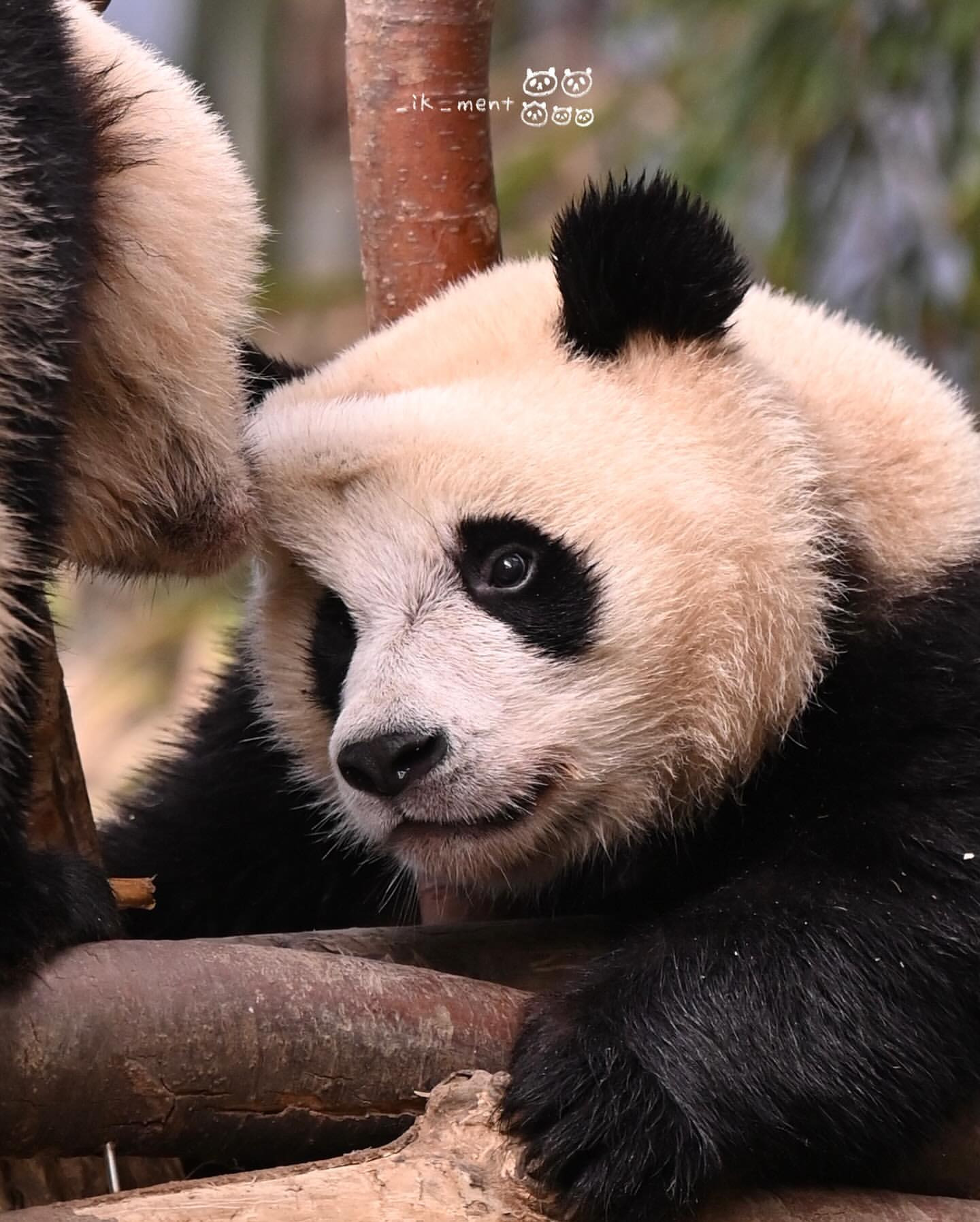 후이바오 마들렌 만드는 루이바오 | 인스티즈