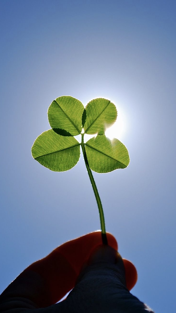 행운 가득한 매일이 되기를 🍀 네잎클로버 배경화면 모음 - 콧멍에트... 알흠다운 공간 행운 가득한 매일이 되기를 🍀 네잎클로버 배경화면 모음