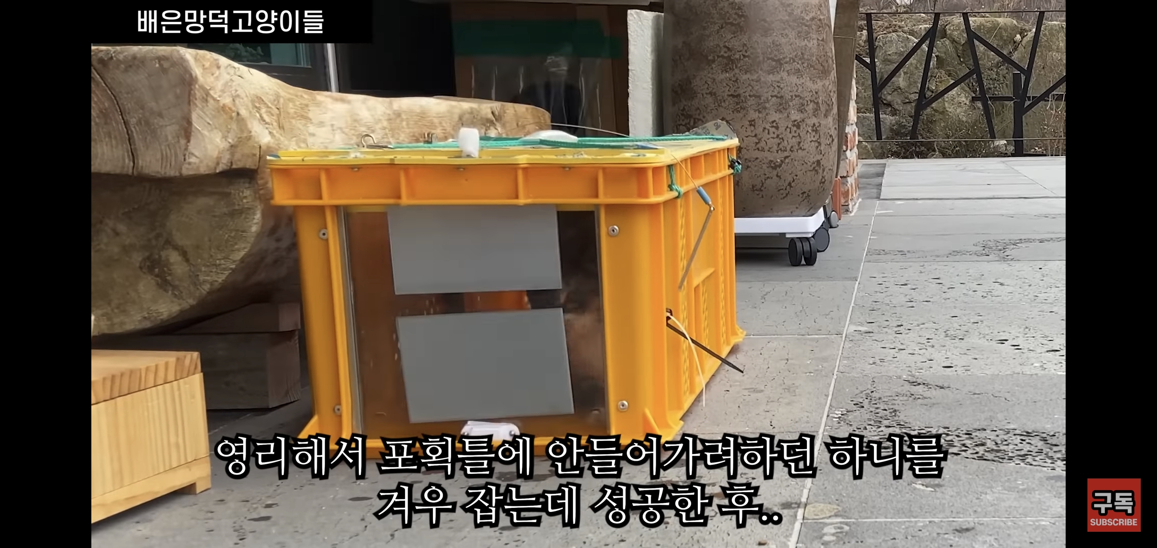 집 마당에 고양이가 나타나는 족족 다 잡아버리는 유튜버..jpg | 인스티즈