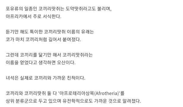 실제로 코끼리 친척인 코끼리땃쥐.gif | 인스티즈