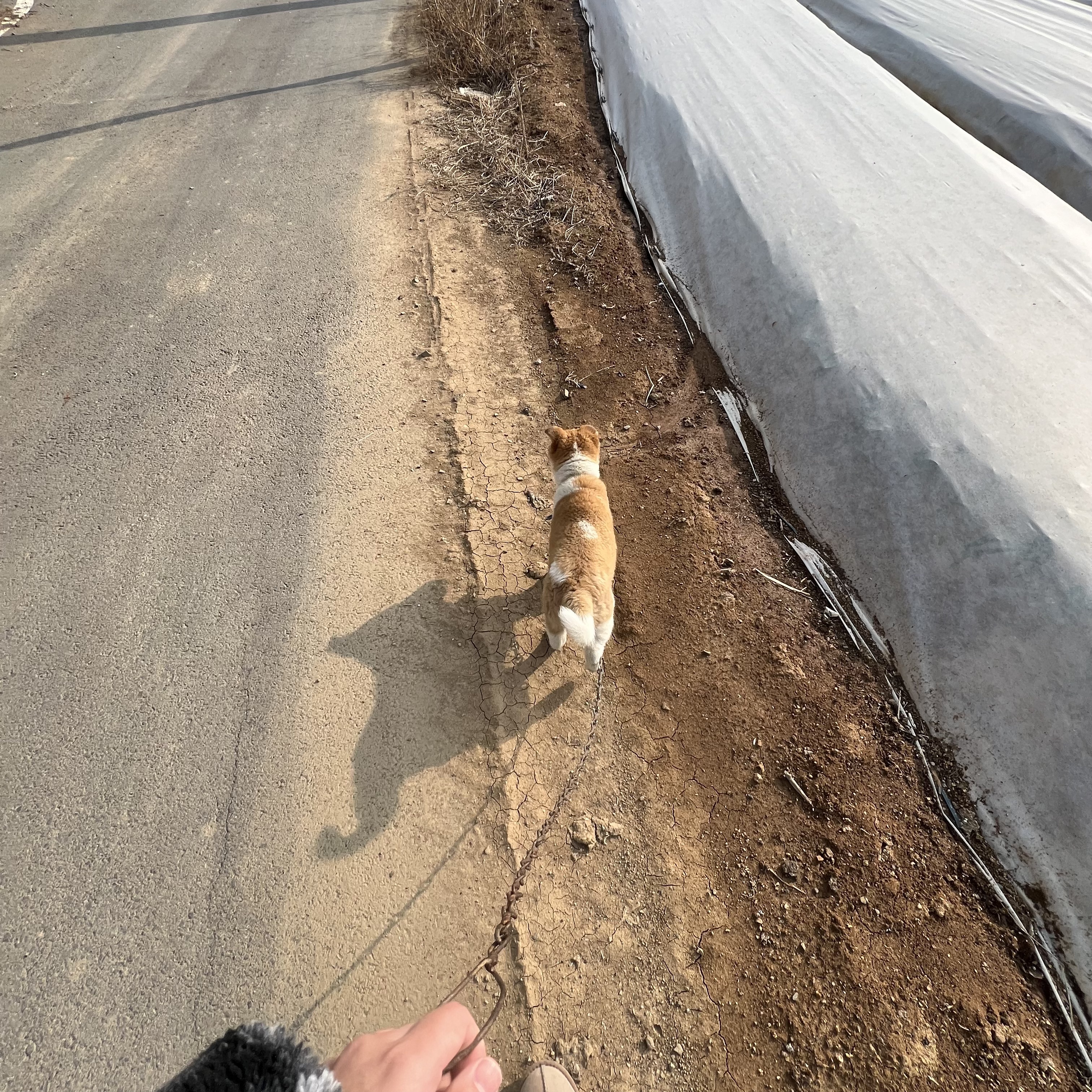 할머니집 시골개 산책시켜주고 왓다내요 | 인스티즈