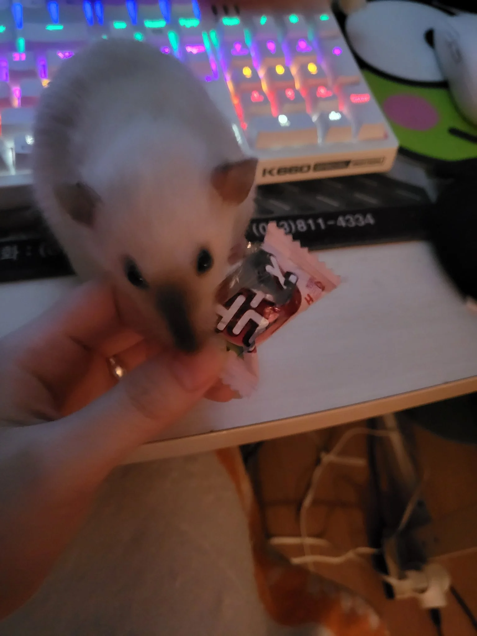 아기쥐가 주인한테 뭘 자꾸 넣어줌.............. | 인스티즈