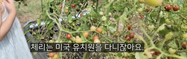 이중언어 (🇰🇷🇺🇸)로 키우면 겪는 현실적인 문제점 | 인스티즈
