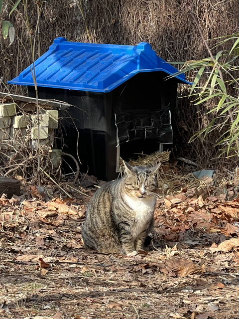 길 가다 찍은 동물 칭구칭구들 사진 자랑하는 달글🐈🦮🐜🐝🐥 | 인스티즈
