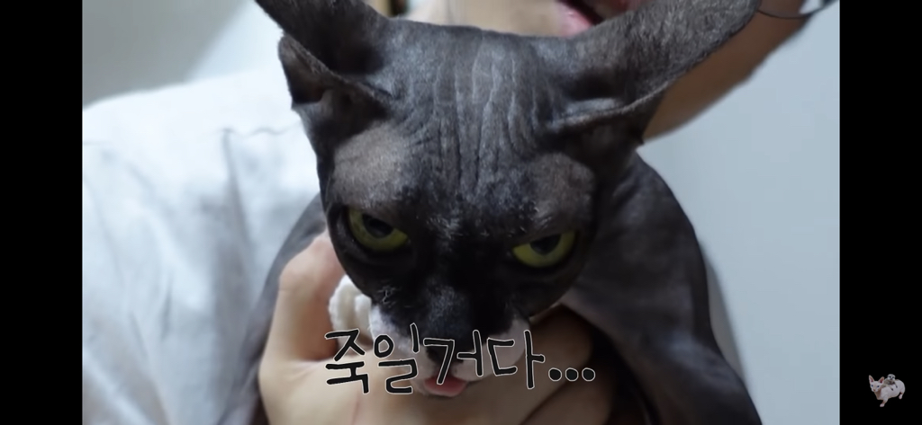 털이 없는 스핑크스는 키우기 편할까? (위생주의) | 인스티즈