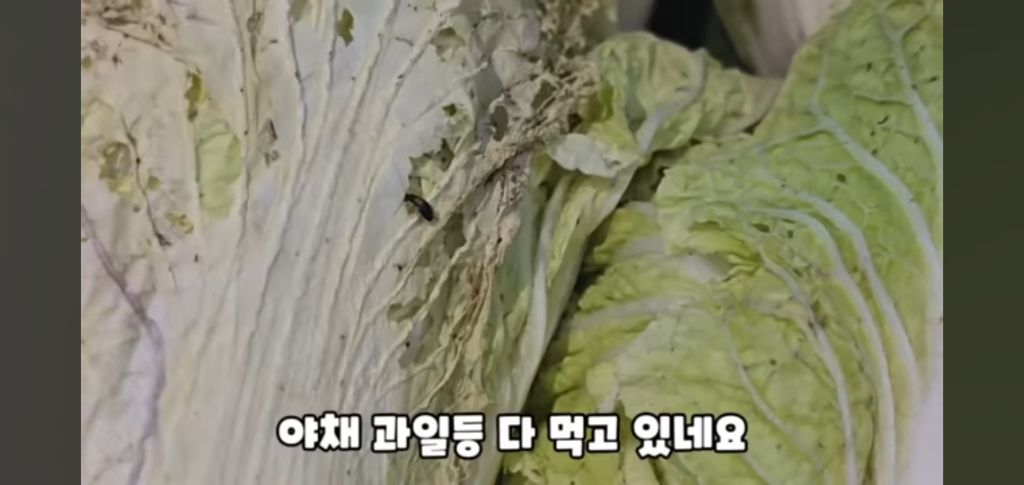 필리핀 마트 진열대에 우글우글한 바퀴벌레 (바퀴사진 있음) | 인스티즈