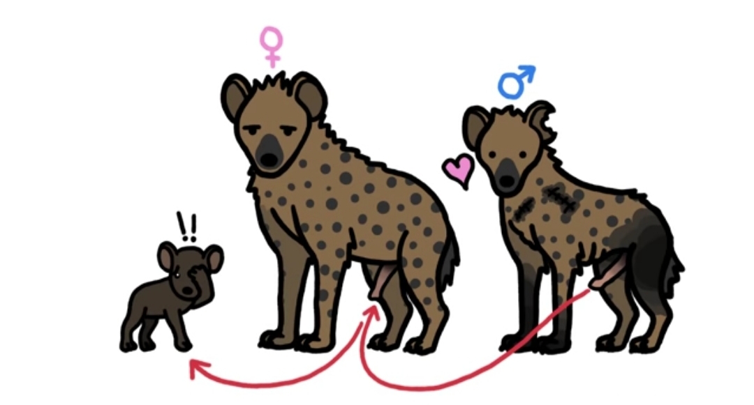 🙋‍♀️암컷 하이에나가 갖고 있는 신체적 특징이 뭔지 알아?🙋‍♀️ | 인스티즈