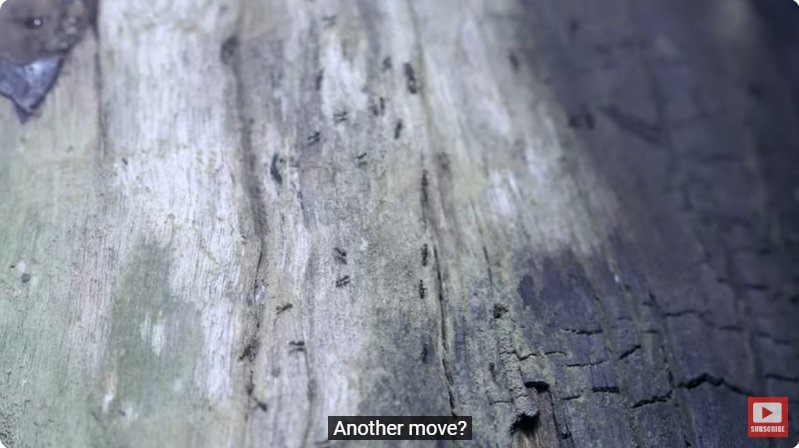 거대한 수조에 열대우림 환경을 조성해놓으면 생기는 일 - 4 | 인스티즈