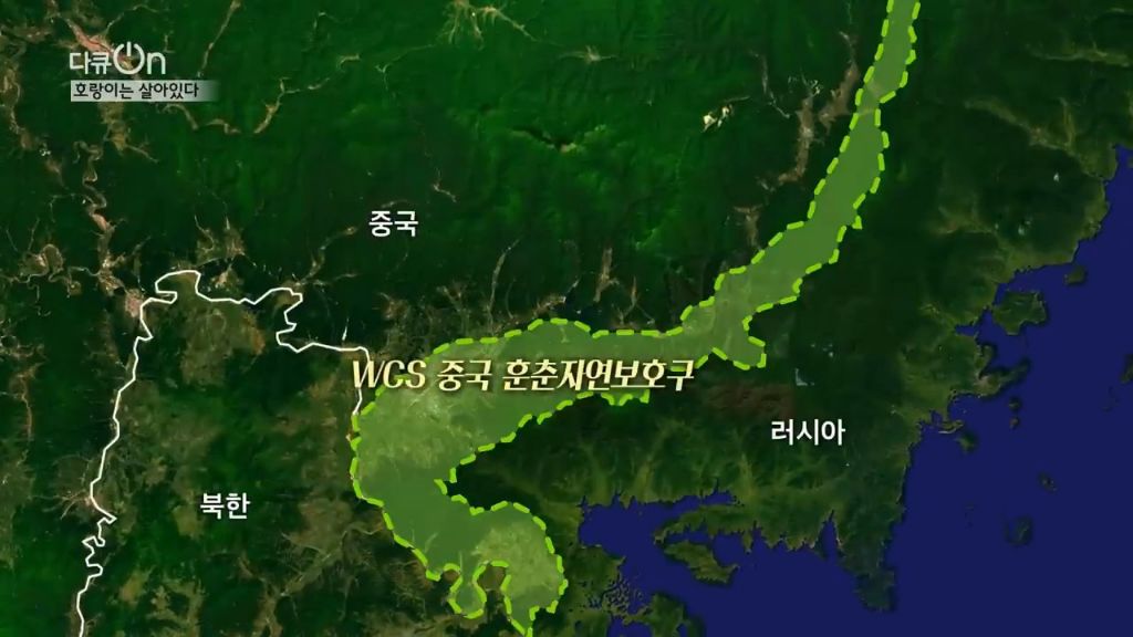 '절멸'의 '한국 호랑이'. 🐅 그 100년간의 이야기. -마지막- | 인스티즈