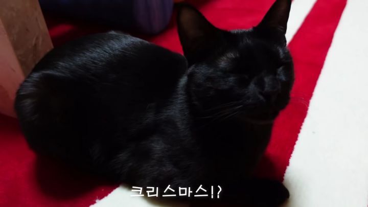 박수홍이 키우는 고양이 모질 | 인스티즈