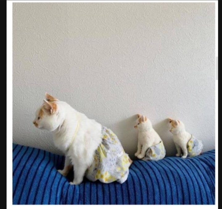 이 정도면 세쌍둥이 아니냐구 | 인스티즈