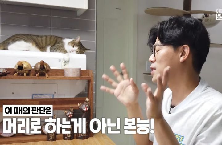 고양이 벽짚 챌린지는 진짜 지능과 관련 있을까? | 인스티즈