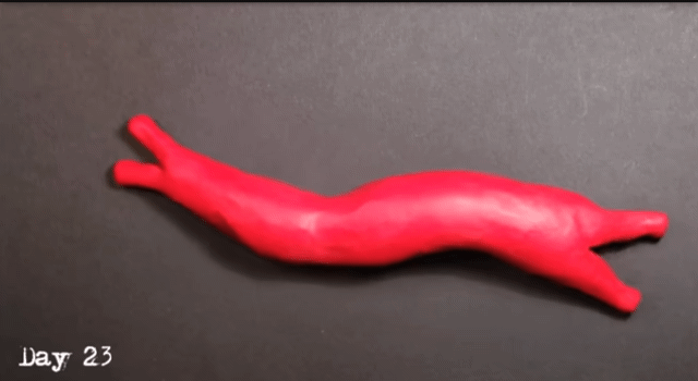 정말신기한 돌돌 말린 심장근육 펼쳐보기 .gif | 인스티즈