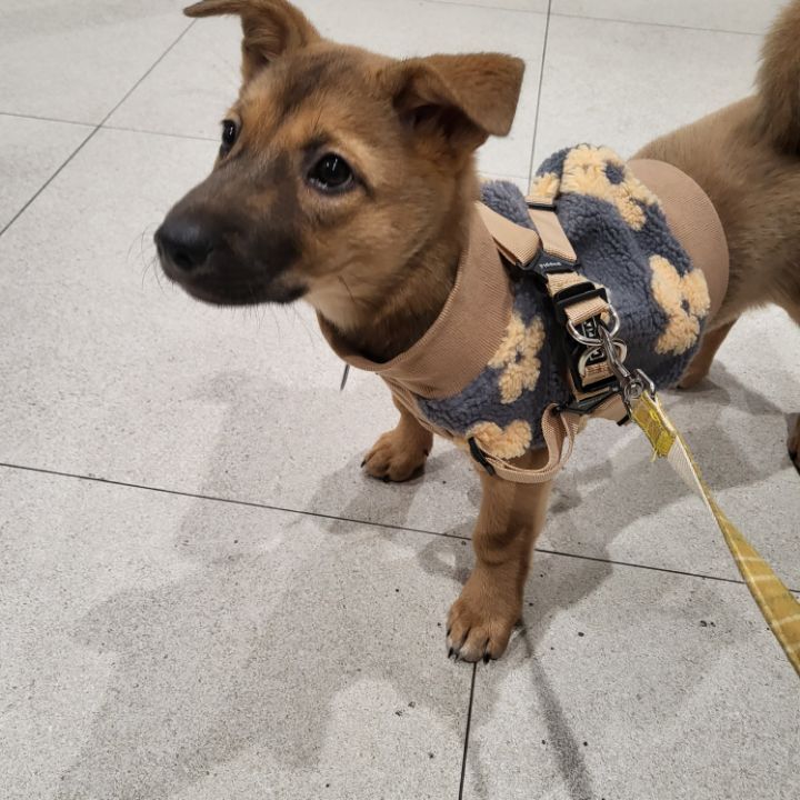 [유기견임보&입양홍보] 주택가 골목에 버려졌던 아기 강아지 콩순이 | 인스티즈