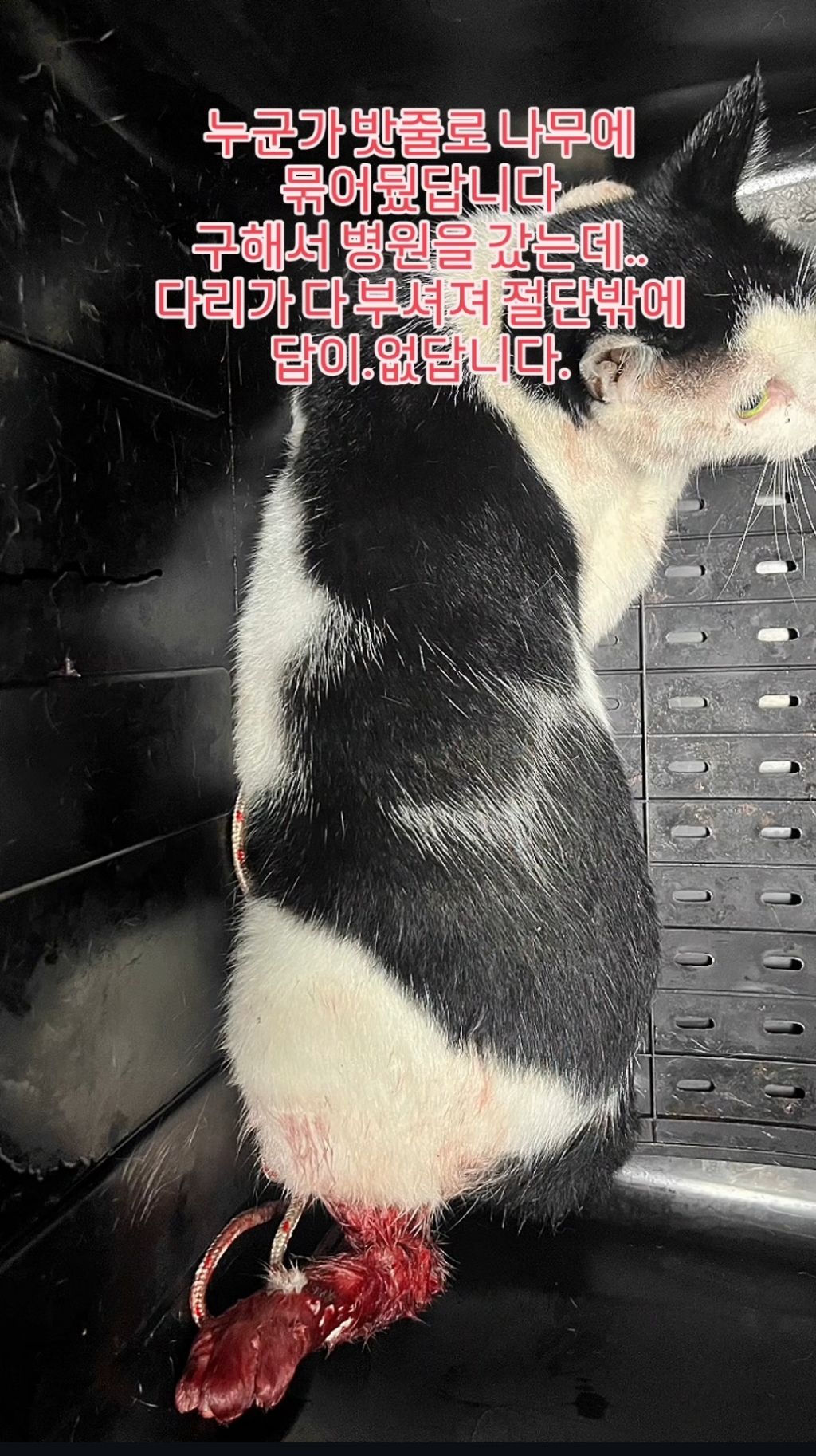 나무에 묶인 고양이 | 인스티즈