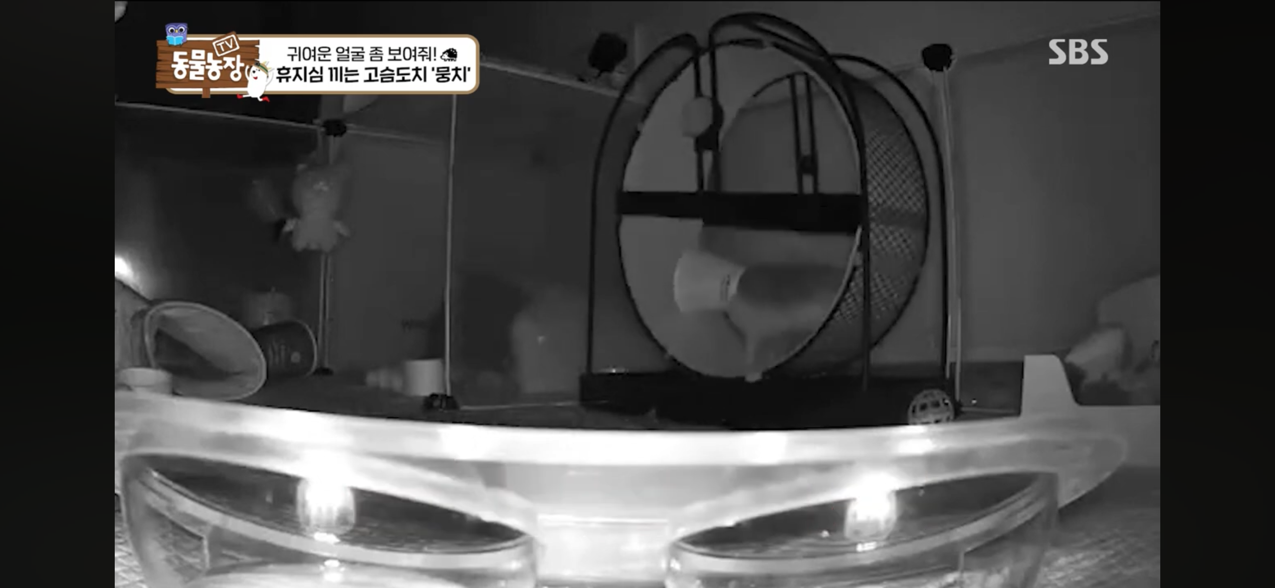 따봉고슴도치 휴지심 좋아도치 | 인스티즈