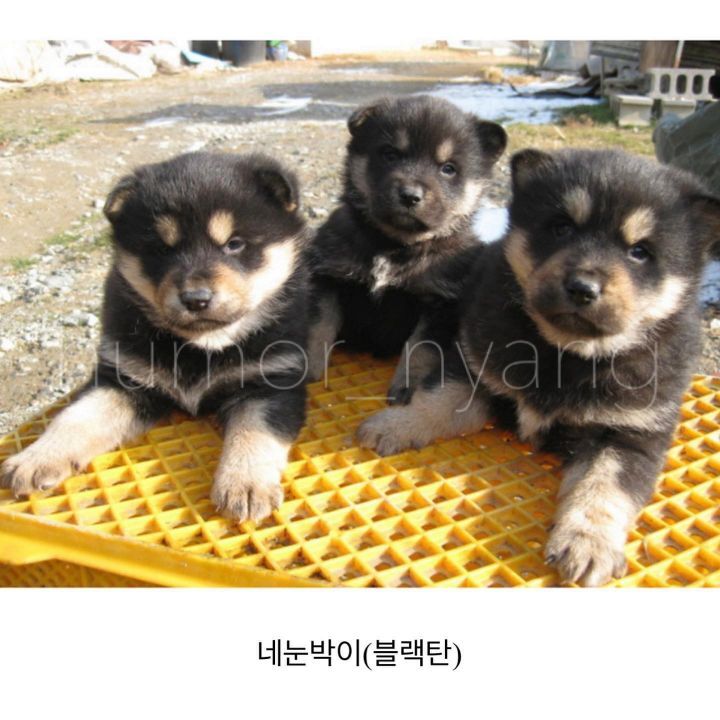 진돗개 모색별 아기때 생김새 | 인스티즈