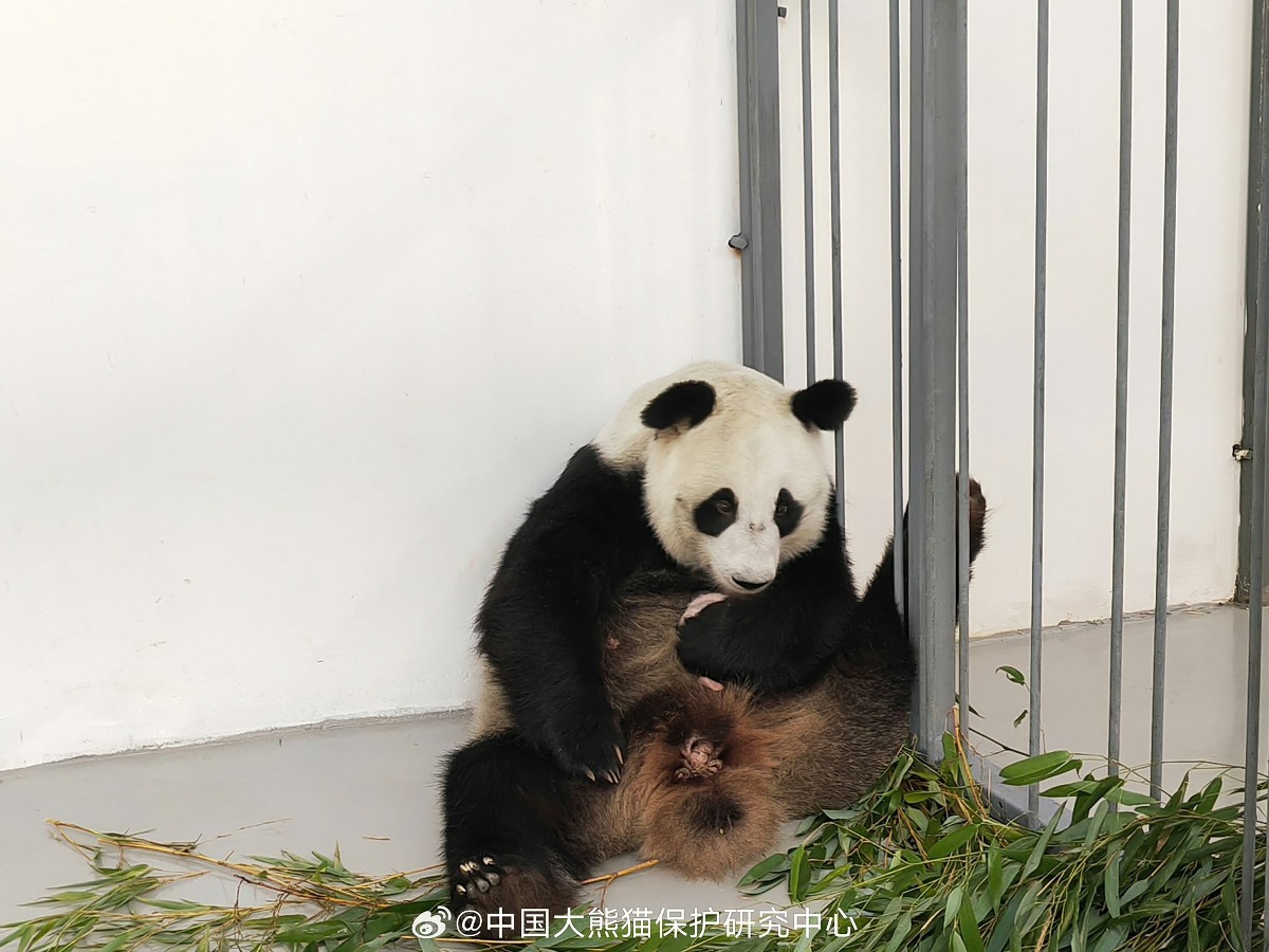 신기하게 국적(?)이 보이는 판다들 | 인스티즈
