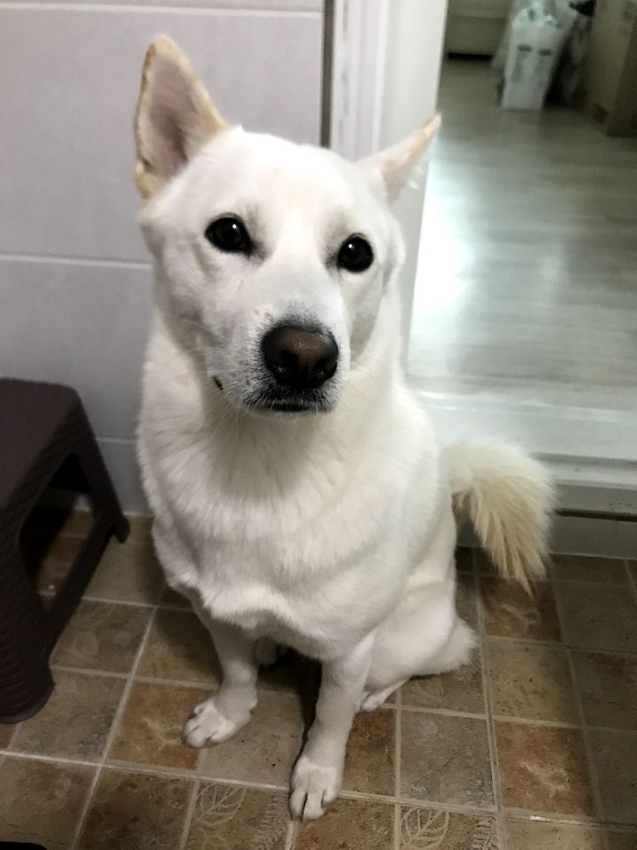 우리집 개 자는거 보실분? | 인스티즈