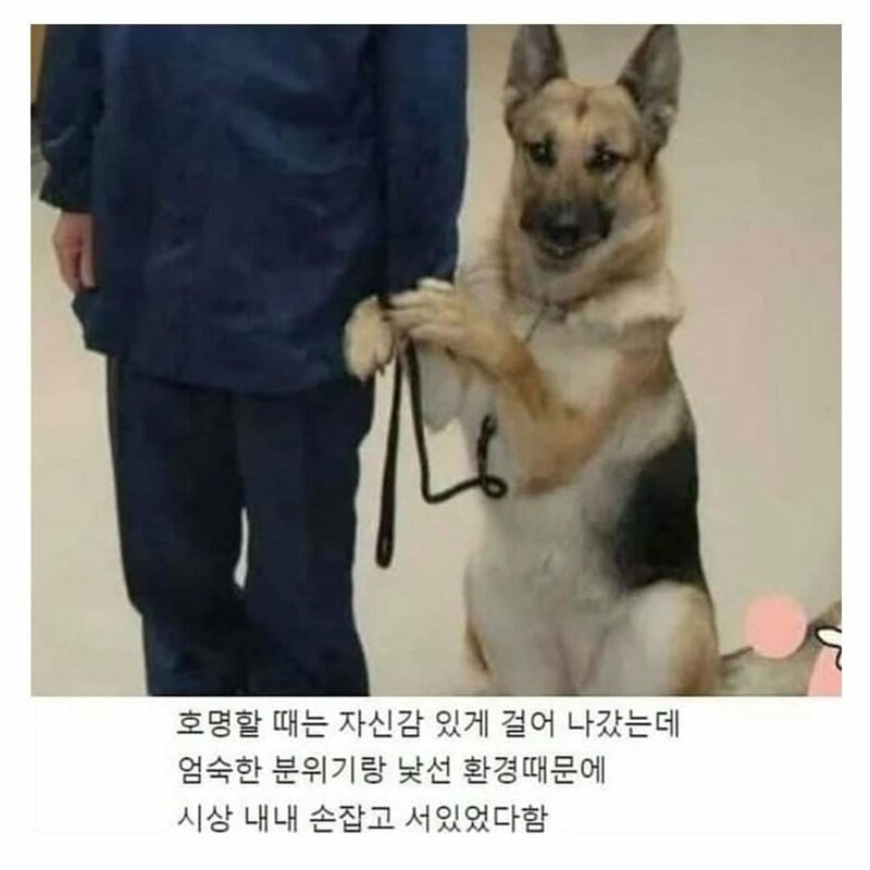 실종된 초등생 3분만에 찾은 경찰견이 표창장 받는 모습.jpg | 인스티즈