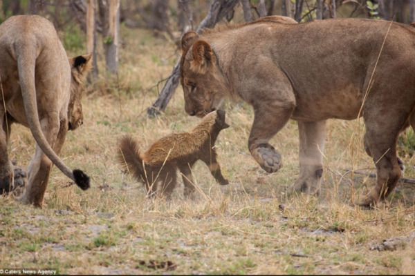 분노조절안되는 미친동물 벌꿀오소리를 알아보자! (제법 귀여움 주의) | 인스티즈