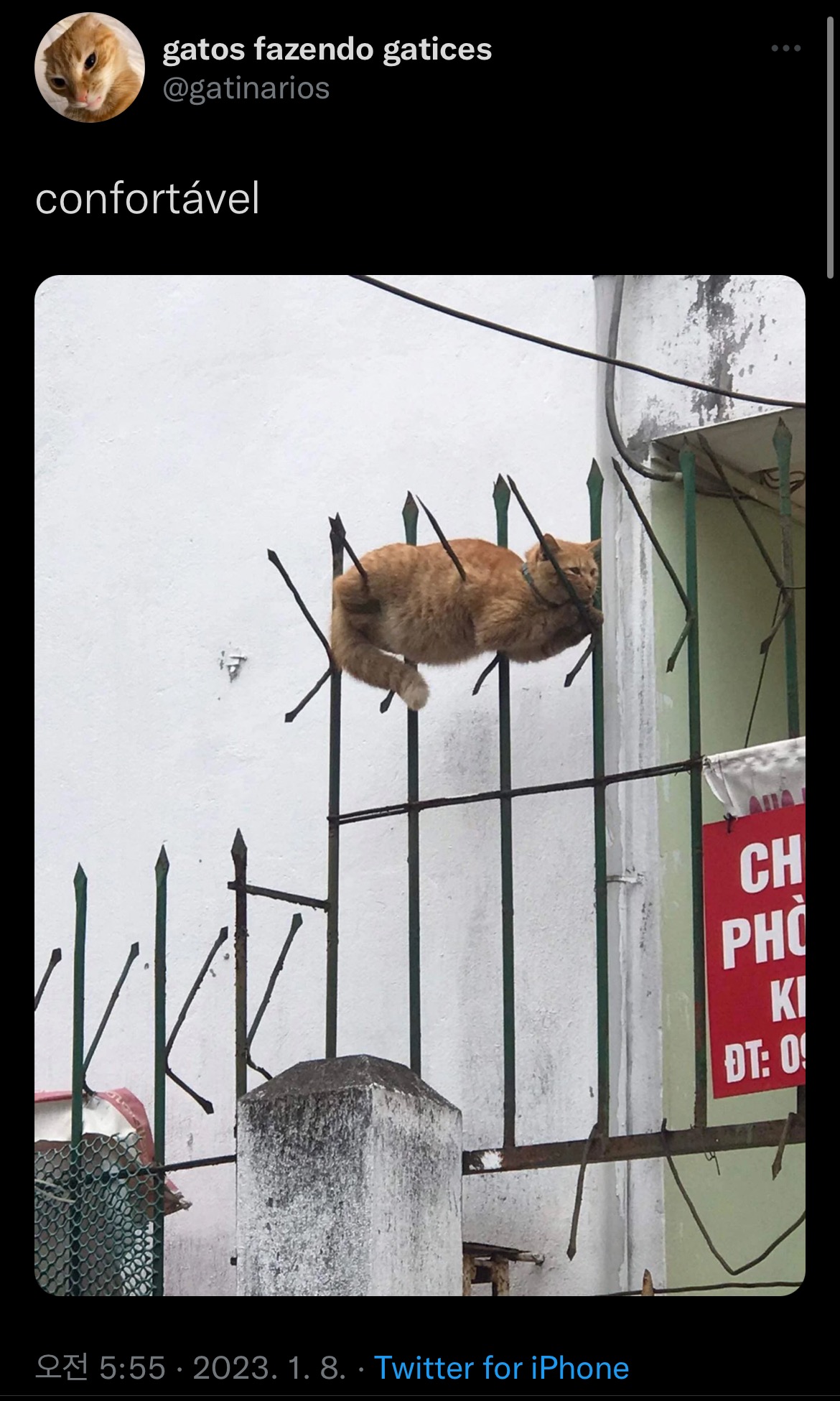 창살에 고양이.......jpg(깜놀주의) | 인스티즈