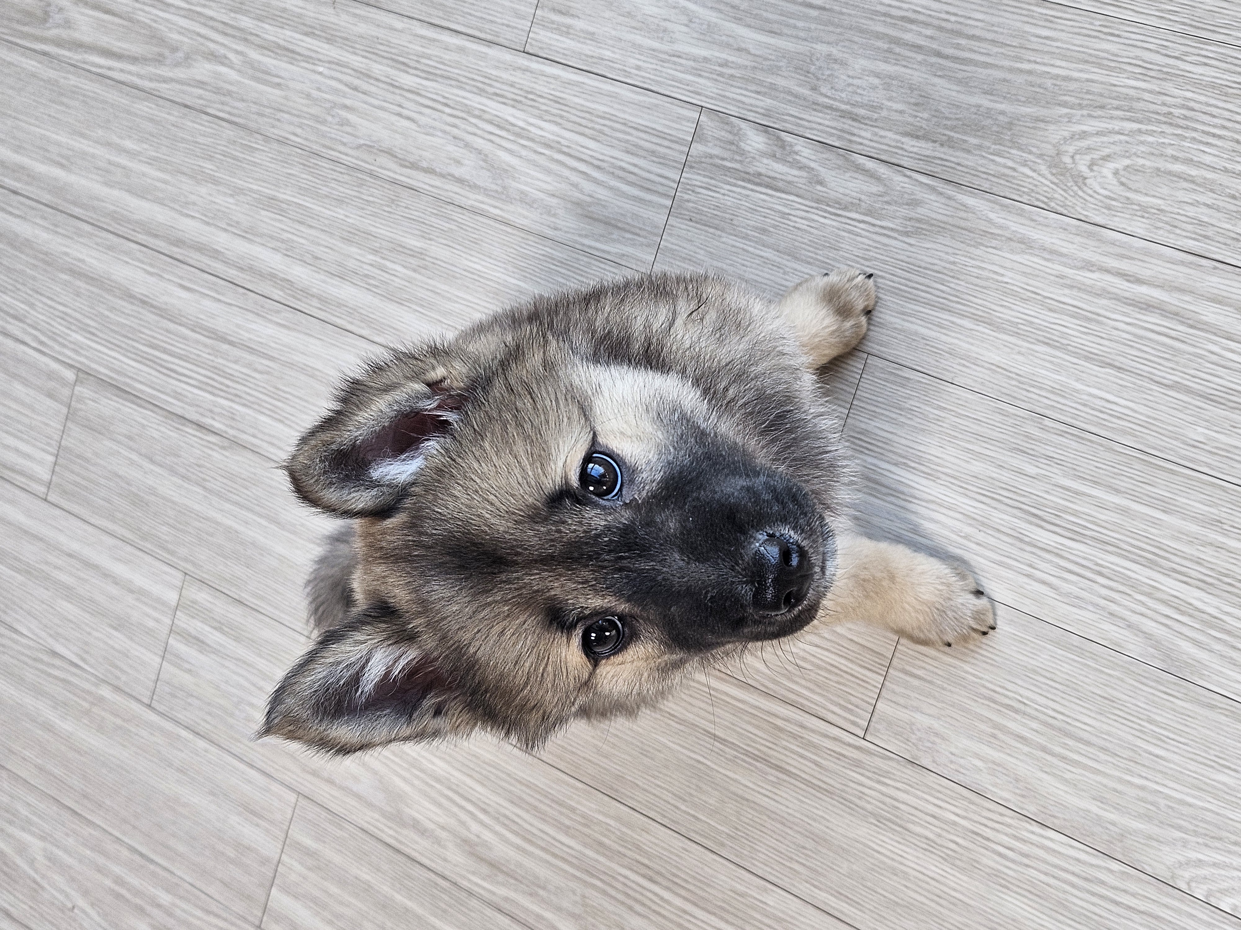 우리집 댕댕이 자랑 한번 해도 될까용? | 인스티즈