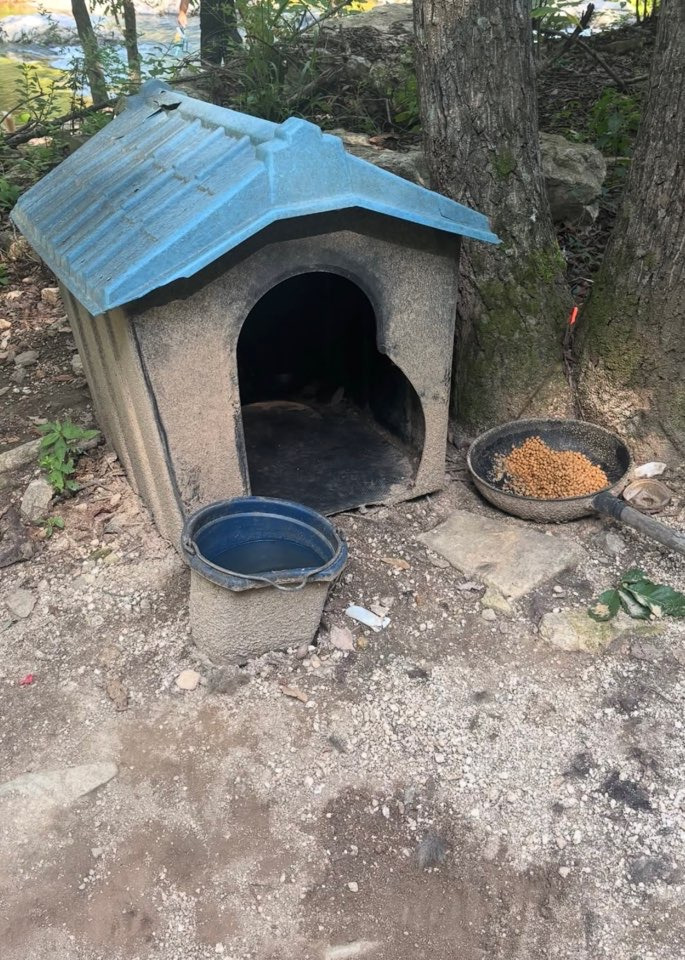 쩌리에서 논란이였던 계곡 방치견에 대한 캠핑장 피드백 | 인스티즈