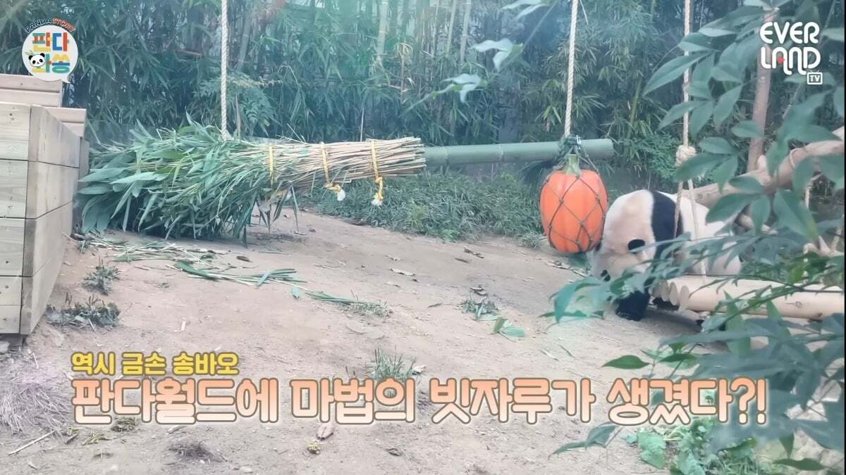 푸바오가 천재인 이유.gif | 인스티즈