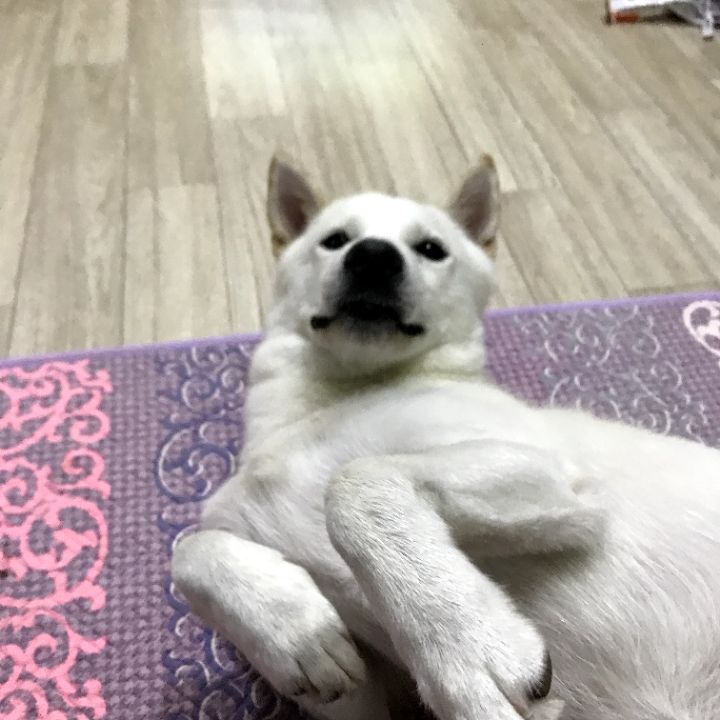 우리집 개 자는거 보실분? | 인스티즈