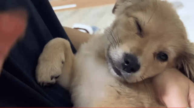 유기견 입양 브이로그 🐶 너무 귀여워 .jpg | 인스티즈