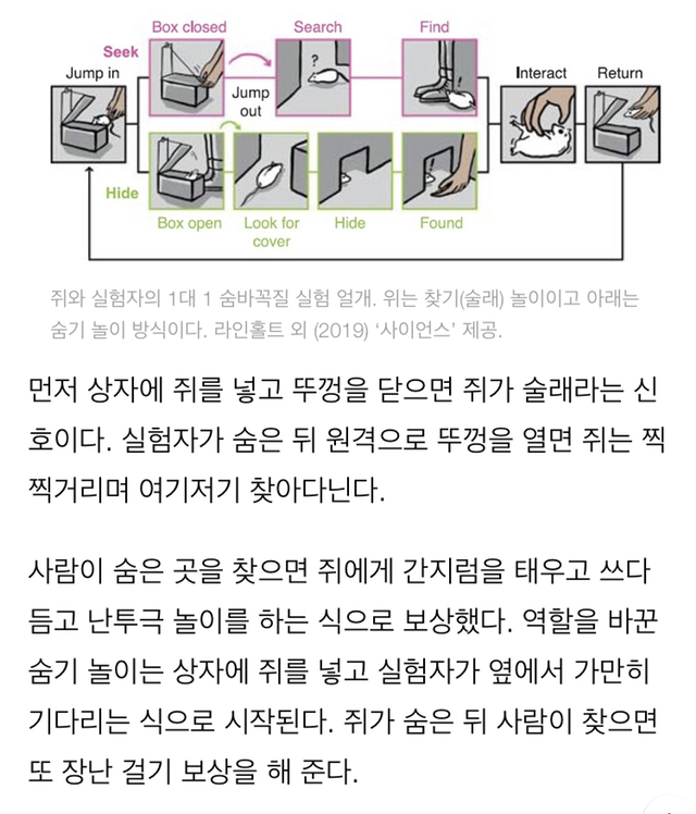 쥐도 사람과 숨바꼭질 놀이 즐긴다 | 인스티즈