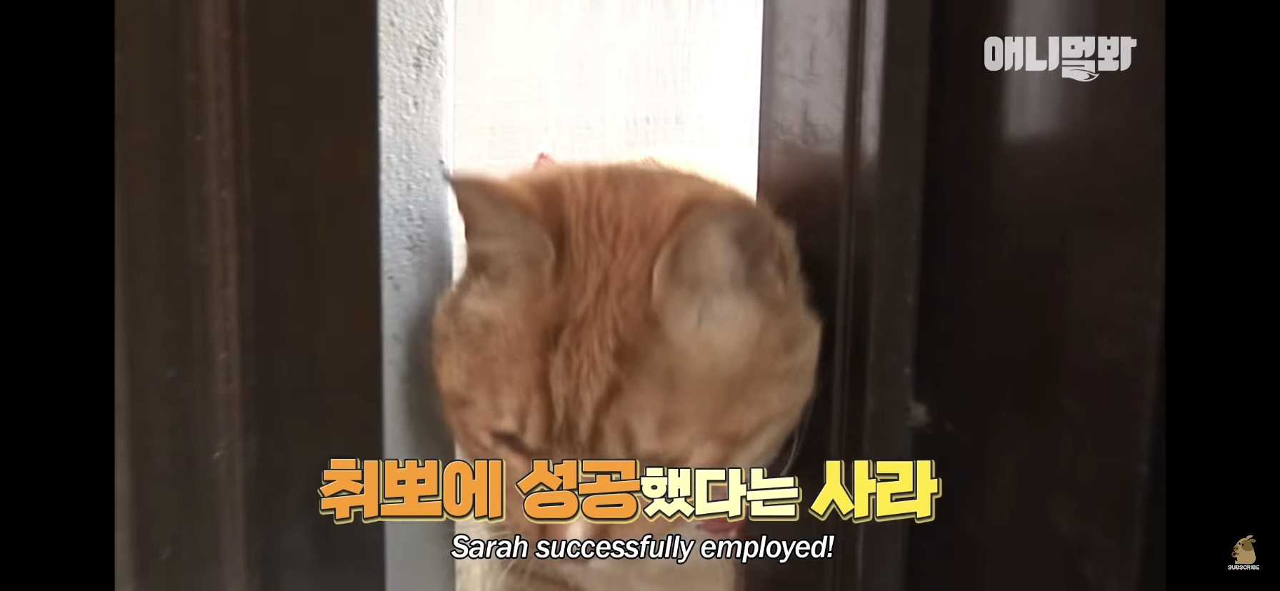 길고양이 목에 쪽지를 달자 생긴 영화같은 일 | 인스티즈