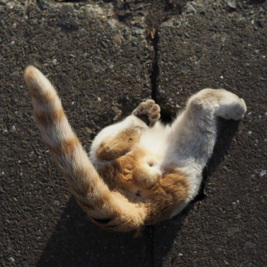 이 세계로 진입하는 길냥이들 | 인스티즈