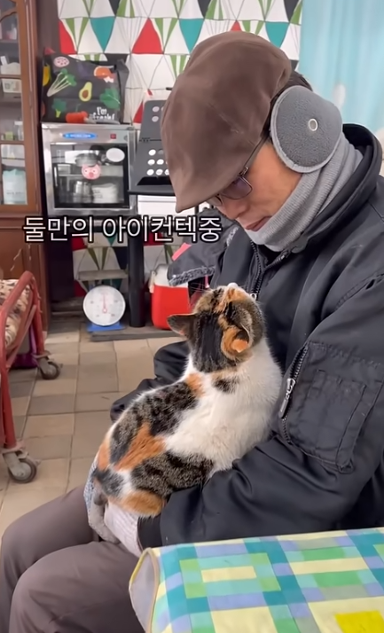 짜부가 되어도 달라붙어있는 고양이 | 인스티즈